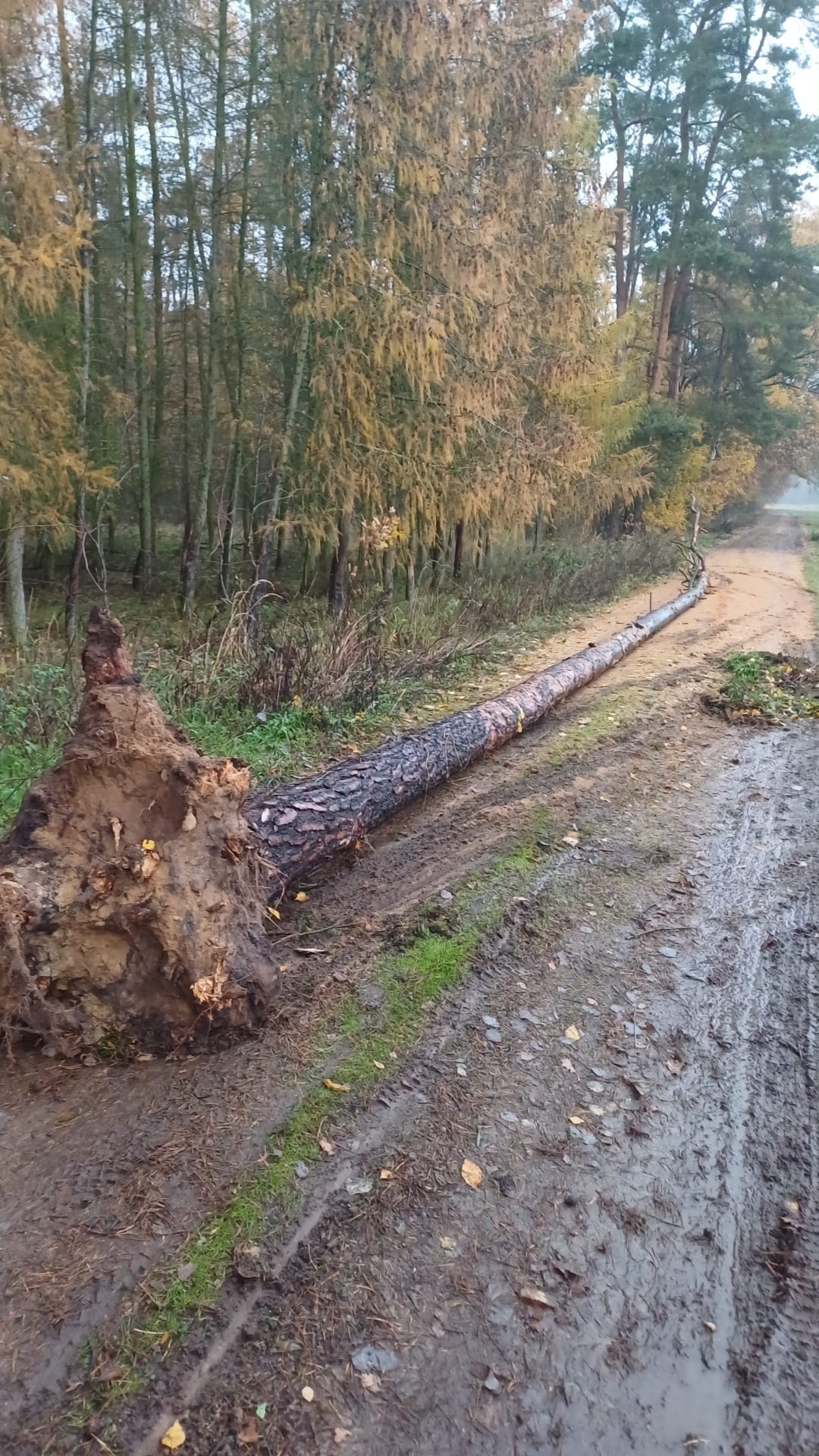 Trockenes Brennholz - sortenreines Kiefernholz trocken 25 cm